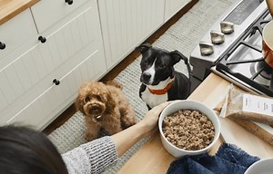 Farmer’s Dog Review - Is it a Scam or Legit?