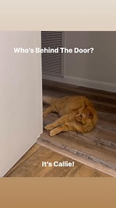 Who’s Behind the Door? (The answer is Callie…) | Amy Deese