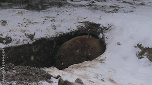 The female bear digs in the ground and tries to evacuate what is extra