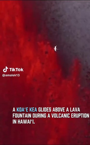 TheGuidedOneAmalek (@amalek13)’s videos with Anvil Of Crom - From