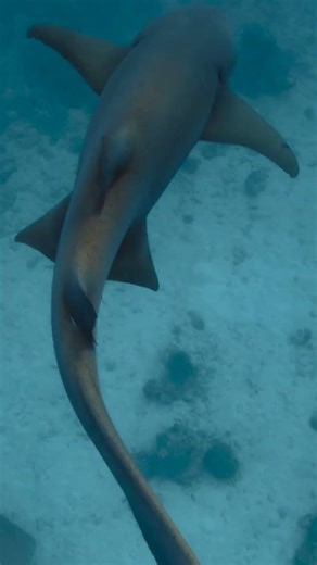 El tiburón nodriza se desplaza con una cadencia suave y continua, casi hipnótica 🦈〰️