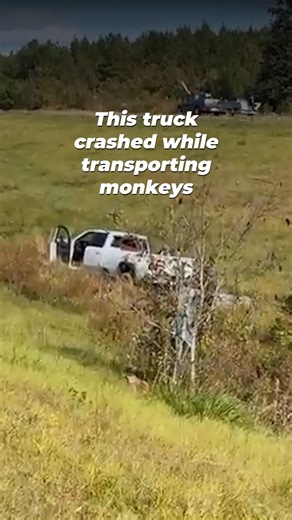 After a truck transporting monkeys used for experiments overturned, 3 monkeys are still on the loose, and 5 monkeys were killed. They were reportedly shot on sight 💔 This never should have happened! It’s time for the U.S. to ban the importation of monkeys for experiments. Text 𝗙𝗥𝗘𝗘𝗗𝗢𝗠 to 73822 to help stop the monkey experimentation industry. 𝘛𝘦𝘳𝘮𝘴 𝘧𝘰𝘳 𝘢𝘶𝘵𝘰𝘮𝘢𝘵𝘦𝘥 𝘵𝘦𝘹𝘵𝘴/𝘤𝘢𝘭𝘭𝘴 𝘧𝘳𝘰𝘮 𝘗𝘌𝘛𝘈: 𝘱𝘦𝘵𝘢.𝘷𝘨/𝘵𝘹𝘵. 𝘛𝘦𝘹𝘵 𝘚𝘛𝘖𝘗 𝘵𝘰 𝘦𝘯𝘥, 𝘏𝘌𝘓𝘗 𝘧𝘰𝘳�