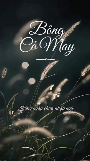Bông Cỏ May | Tuyệt Phẩm Nhạc Xưa Trữ Tình Gợi Nhớ Một Thời Yêu Dấu | Nhạc Xưa Hay