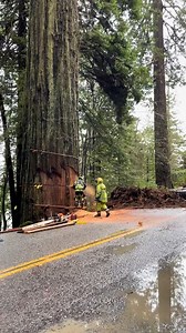4.5M views · 19K reactions | I bet that tree is 1000 years old | Dondré T. Whitfield | Facebook