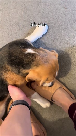 #beaglepuppy #cutedog #lovedog #nature #funn | Beagle Videos