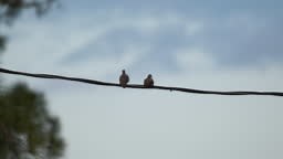 Two pigeons doves fighting high on wire on blue sky background.