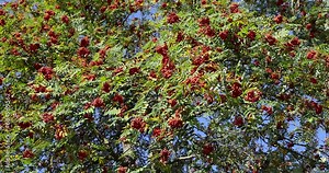 autumn changes on rowan trees on a sunny day, beautiful changes in the color of rowan foliage in the autumn season
