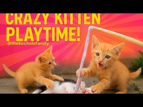 Playful Kittens Go Crazy Chasing a String! 🐾 Cutest Cat Reactions Ever🔥😹😻🤍🧡