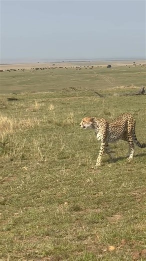 Beautiful morning with a beautiful cheetah... | Benson Njapit