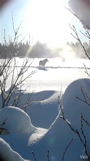 What happens when a wolf meets a boar? 🐺🐗