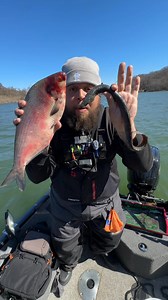 18K views · 205 reactions | Using gizzard shad to put big fish in the boat  | Stephen Hazlife Fultz | Facebook