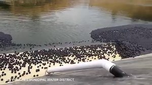 4.2M views · 20K reactions | California has released millions of plastic water-saving 'shade balls' into their water reservoirs in an attempt to prevent evaporation as the state battles record-breaking drought. The effort is expected to save some 300 million gallons of water each year. | NBC Nightly News with Tom Llamas | Facebook