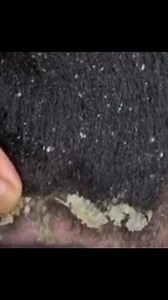 26K views · 42 reactions | OMG YALL WHAT IS THIS?#fyp #trending #highlights #followers #algorithm #mukbang | Bloveslife SmackaliciousSauce | Facebook