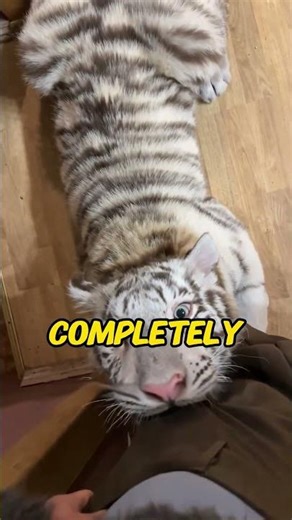 Why do tigers vomit#animals #animallife #foryou #lovestory #love #youtube #youtubeshorts #shorts