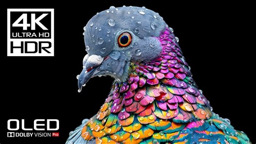 【4K震撼体验】HDR杜比视界60FPS｜极致画质测试🔥 世界级画质！4K HDR 杜比视界｜治愈身心·极致享受✨ OLED/8K屏幕必看！最强4K HD