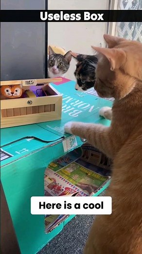 cats vs don't touch useless box funny gadget 😎 #shorts