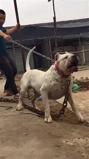 World's Most Dangerous Dog Breeds 😱 #shorts