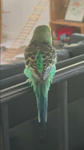 Our Female Parakeet/Budgie Enjoying Singing and Dancing Outside The Cage