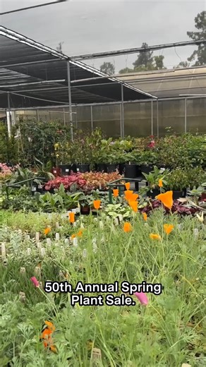 9.1K views · 172 reactions | Our 50th Annual Spring Plant Sale is this weekend!✨ Preview what's available and find new favorites with our nursery assistant Claire. Click the link to reserve tickets for this Sunday from 10am to 4pm: https://bit.ly/4ioEJeJ | The Huntington Library, Art Museum, and Botanical Gardens | Facebook