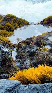 Fascinating Hawaii tidepool ecosystems #tidepools #coastalecosystems #hawaiitravel