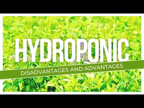 Hydroponic Fodder Disadvantages And Advantages