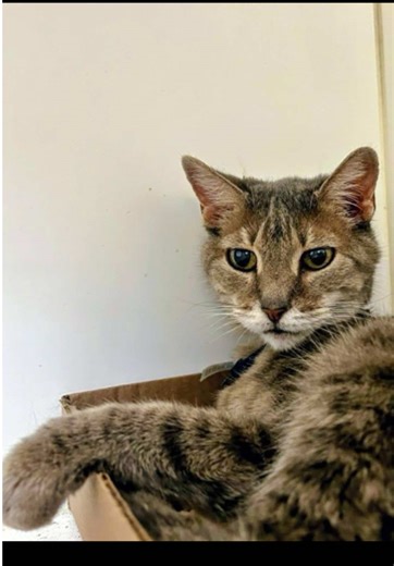 Ashley: Senior Cat Seeking Foster or Forever Home