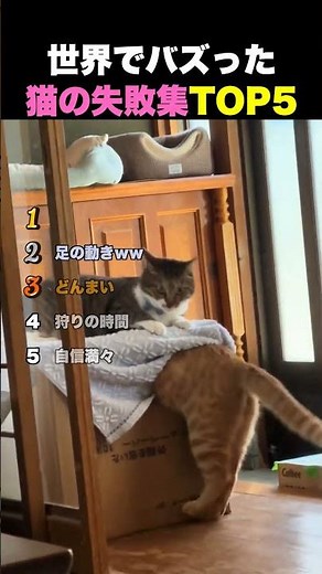 猫の失敗集TOP5