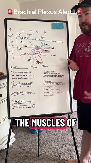 Understanding the Brachial Plexus: A Comprehensive Guide