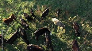 Aerial view of cattle being moved from one area to another for fresh grass. Grass fed beef.