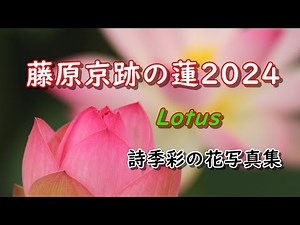 藤原京跡の蓮2024、「シリーズ詩季彩の花」としての花の写真集です、夏の花ごよみの定番、蓮の連作です