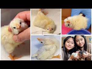 Baby Chicks Part 2! We Raised a WRY NECK Baby Chick! | Janet and Kate