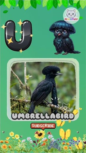 U is for Umbrellabird! 🐦 Learn ABC Animals #Shorts