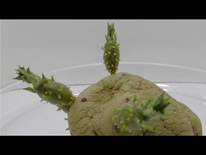 Potato tuber sprouting - time lapse video