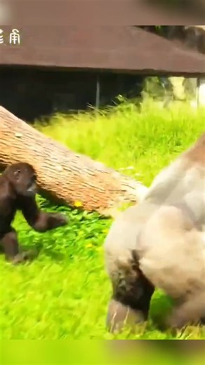 Gorilla Shabani's Angry Outburst