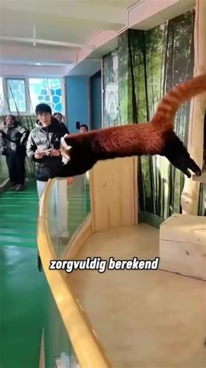 The red panda tries to escape in every possible way 😂