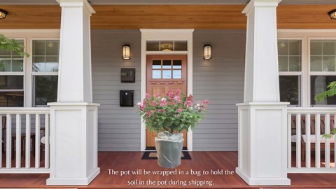 2 Gal Proven Winners Little Quick Fire Hydrangea, Rich Pink and Creamy White