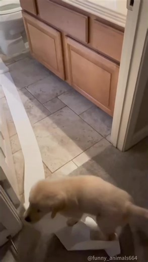 Heartwarming Golden Retriever Moments Captured