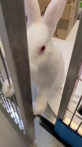 Taylor is one of our many adorable bunnies that are looking for homes! She has come to really enjoy snack time and puts her little paws on the door when we come in the room in hopes that she will get some! If you are interested in her, please email adoption@surrey.ca! | Surrey Animal Resource Centre | Facebook