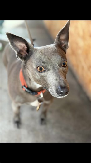 Can you spot your dog? 👀🐾 Well-behaved dogs on leads are welcome at Project Eighty Three from open ‘til close, because honestly, they’re usually better behaved than the humans. From 8pm on weekends (and anytime we’ve got amplified music), the main room becomes a NO-DOG ZONE. Loud music waggy ears = not a great combo, and your pup’s welfare comes first. Don’t worry! You’re still welcome in other areas of the venue… just remember to put your four-legged friend first 🐶 We have plenty of bowls, s