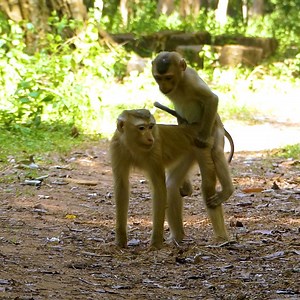 4.3K views · 279 reactions | Smart Baby Rojo Request To Play With Sister Lila | Baby Lion | Facebook