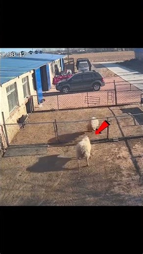 When a Sheep Uses Its Brain 🧠