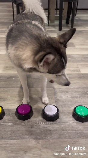 Meet Sapphie: The Hilarious Food Critic Dog of TikTok