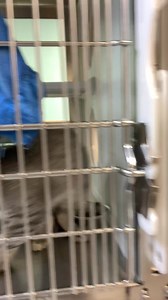 We are FULL kennels here at Prairie Paws😳 Take a look at our adorable adoptable cats❤️ All cats come spayed/neutered, UTD on vaccines, and microchipped! You can find more information on each cat on our website at www.prairiepaws.org | Prairie Paws Animal Shelter - Ottawa KS