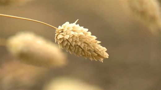 4.2K views · 430 reactions | WATCH: One highlight of a new study shows that Saskatchewan's carbon footprint to produce one tonne of canola is 67 per cent lower than global competitors. More Morning News videos: https://trib.al/FwqFYQO | Global Saskatoon | Facebook