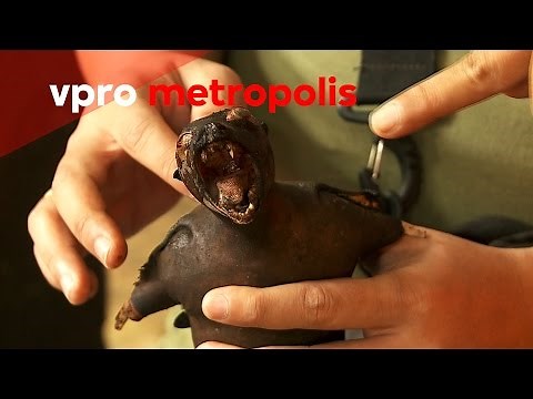 Roasted bat meat as superfood in Indonesia | vpro Metropolis