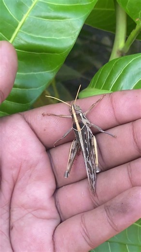 Holding Giant Brown-Spotted Locust 🦗 #insect #shorts