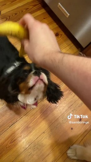 as per request, since people thought the little guy didnt get any banana. #tallyhall #bananaman #bananas #bananasandblow #whatdadogdoin #sequel