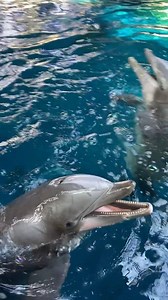 HOW CUTE! A pair of dolphins had the time of their lives at the Georgia Aquarium recently when trainers treated them to a special bubble display🐬. https://bit.ly/3n1Bhuu Credit: Georgia Aquarium | FOX 5 Atlanta