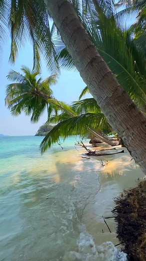#livewallpaper #wallpaper #wallpapers #hdwallpaper #4klivewallpaper #BeachStroll #PalmTrees #SeasideWalk #TropicalEscape #SandyShores #RelaxingViews #CoastalBeauty #PalmParadise