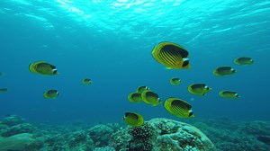 2.7K views · 54 reactions | Good morning my dear friends .. Striped...